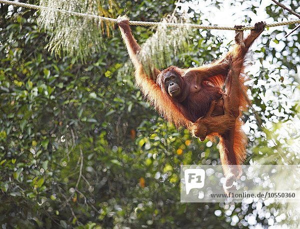 Orang Utan mit Nachwuchs (Pongo) im Semenggoh Wildlife Sanctuary bei Kuching Sarawak Borneo Malaysia Asien