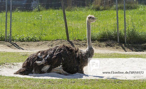 Afrikanischer Strauß auf Straußenfarm (Struthio camelus)  captive  Rosenheim  Bayern  Oberbayern  Deutschland  Europa