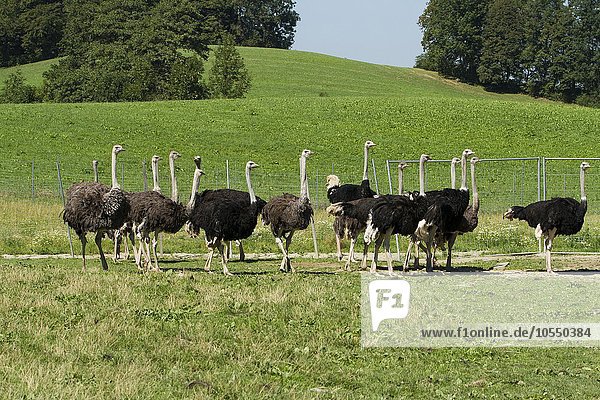 Afrikanische Strauße auf Straußenfarm (Struthio camelus)  captive  Rosenheim  Bayern  Oberbayern  Deutschland  Europa
