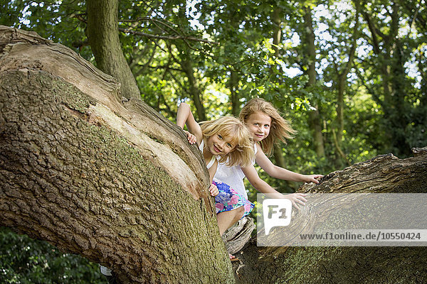 Zwei Mädchen klettern in einem Wald auf einen Baum.