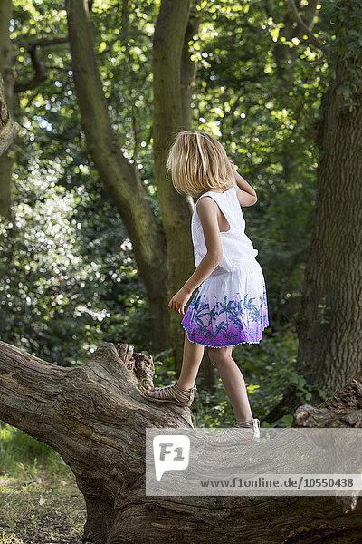 Junges Mädchen balanciert auf einem Baum in einem Wald.