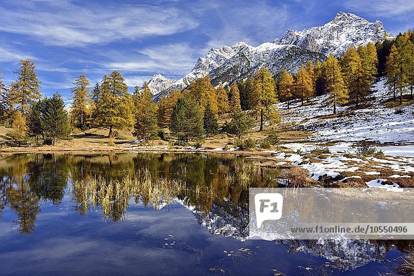 Verschneite Berge und herbstlicher Lärchenwald spiegeln sich im Lai Nair  Schwarzsee  Tarasp  Engadin  Kanton Graubünden  Schweiz  Europa