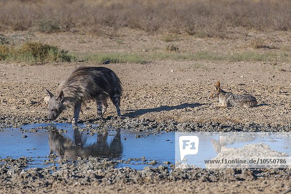 Schabrackenhyäne (Hyaena brunnea) und Schabrackenschakal (Canis mesomelas) an Wasserstelle  Kgalagadi-Transfrontier-Nationalpark  Nordkap Provinz  Südafrika
