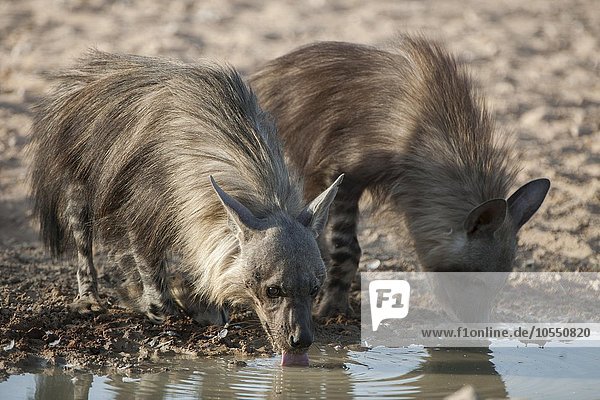 Braune Hyänen (Hyaena brunnea) oder Schabrackenhyänen trinken an einem Wasserloch  Kgalagadi Transfrontier Park  Nordkap Provinz  Südafrika