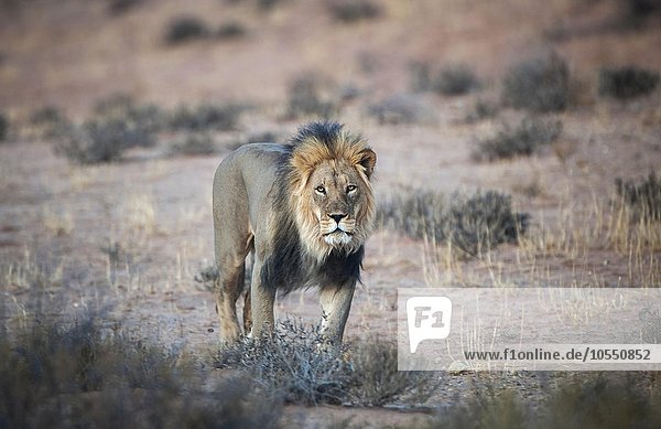 Löwe (Panthera leo) Männchen Kgalagadi Transfrontier Park Nordkap Provinz Südafrika