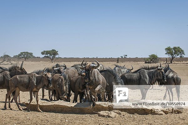 Gnu Antilopen (Connochaetes taurinus)  Herde trinkt an einer Wasserstelle  Kgalagadi Transfrontier Park  Nordkap  Südafrika