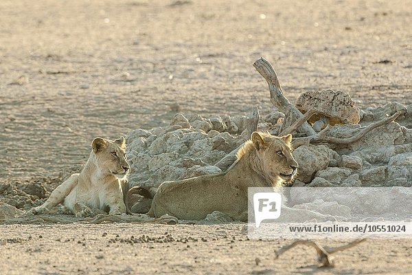 Lions (Panthera leo) resting at a waterhole Kgalagadi Transfrontier Park Northern Cape Province South Africa Africa