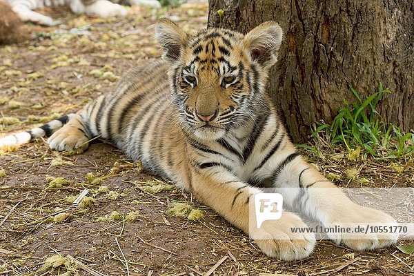 Tiger (Panthera tigris) liegt am Boden  Alter 3 Monate  captive