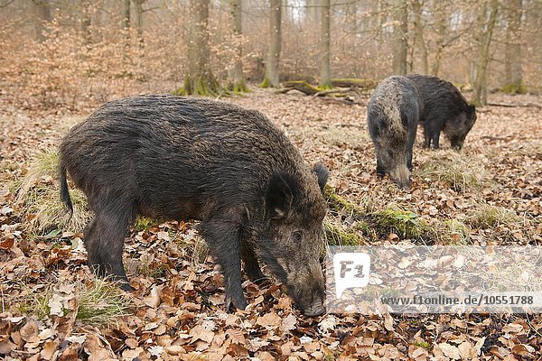 Wildschweine (Sus scrofa)  Bachen  captive  Nordrhein-Westfalen  Deutschland  Europa