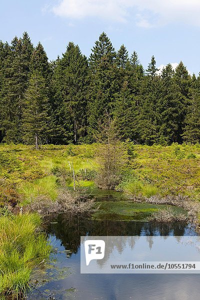 Naturschutzgebiet Schützenbergmoor  bei Oberhof  Thüringer Wald  Thüringen  Deutschland  Europa