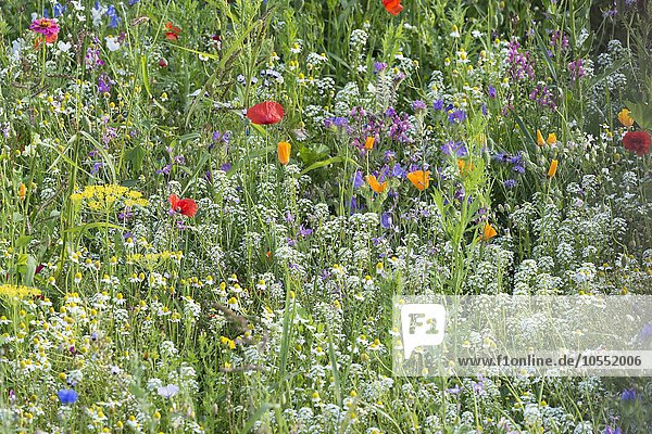 Garten mit Wildblumen  Belgien  Europa