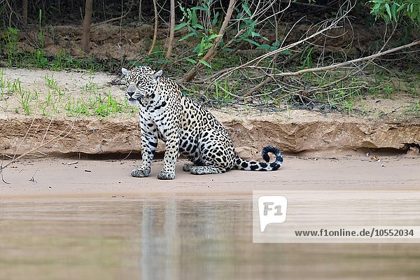 Jaguar (Panthera onca) am Ufer des Rio Cuiaba sitzend Pantanal Mato Grosso Brasilien Südamerika