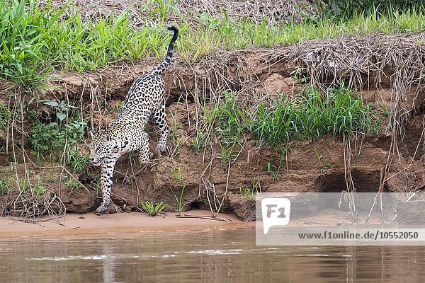 Jaguar (Panthera onca) am Ufer des Rio Cuiaba Pantanal Mato Grosso Brasilien Südamerika