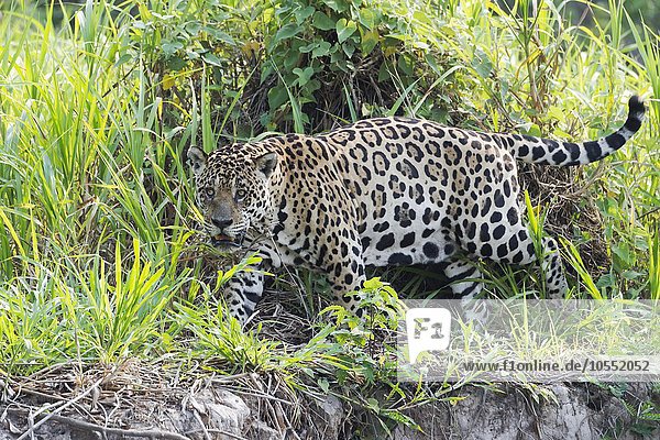 Jaguar (Panthera onca) unterwegs am Ufer des Rio Cuiaba Pantanal Mato Grosso Brasilien Südamerika