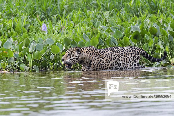 Jaguar (Panthera onca) im Wasser des Rio Cuiaba Pantanal Mato Grosso Brasilien Südamerika