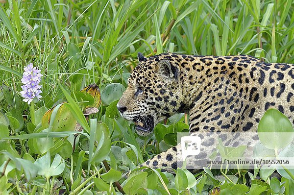 Jaguar (Panthera onca) mit Wasserhyazinthe (Eichhornia crassipes) am Rio Cuiabá  Pantanal  Mato Grosso  Brasilien  Südamerika