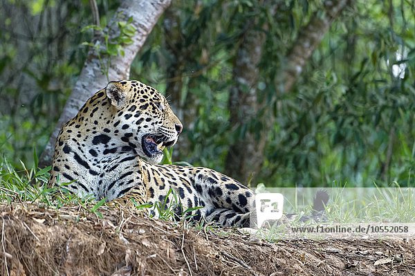 Jaguar (Panthera onca) am Ufer des Rio Cuiaba liegend  Pantanal  Mato Grosso  Brasilien  Südamerika