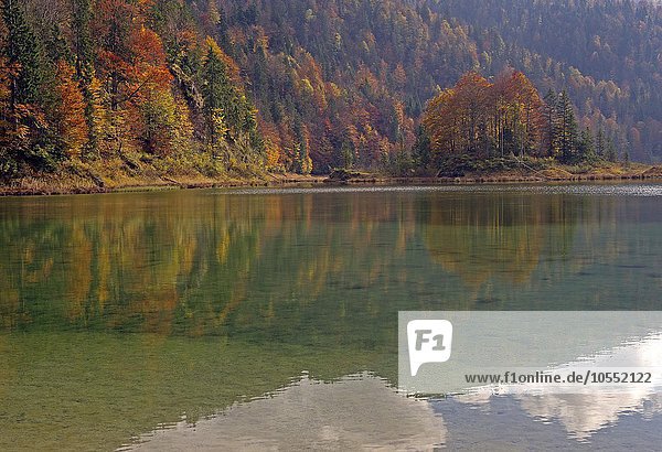Weitsee im Herbst  Reit im Winkl  Ruhpolding  Chiemgau  Oberbayern  Bayern  Deutschland  Europa