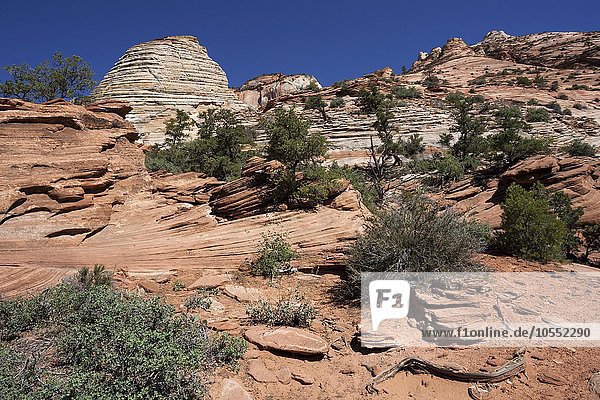 Gesteinsformationen aus Sandstein am Canyon Overlook Trail  Zion Nationalpark  Utah  USA  Nordamerika