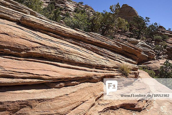 Gesteinsformationen aus Sandstein am Canyon Overlook Trail  Zion Nationalpark  Utah  USA  Nordamerika