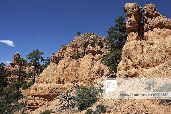 Gesteinsformationen durch Erosion und Trekkingpfad  Red Canyon  Utah  USA  Nordamerika