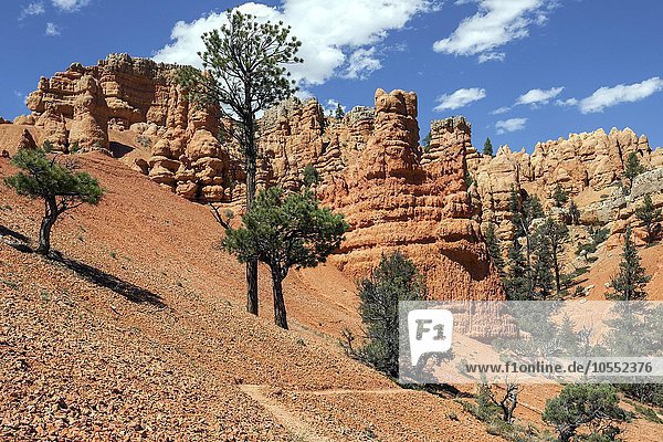 Gesteinsformationen durch Erosion  Trekkingpfad und Kiefern (Pinus sp.)  Red Canyon  Utah  USA  Nordamerika