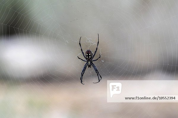 Spinne (Araneae) im Netz  Antelope Island  USA  Nordamerika