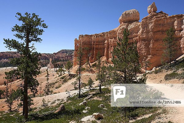 Farbige Gesteinsformationen  Hoodoos  Queens Garden Trail  Bryce-Canyon-Nationalpark  Utah  USA  Nordamerika
