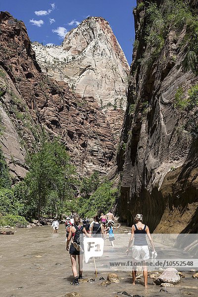 North Fork Virgin River  hikers in river  The Narrows  vertical cliff faces of Zion Canyon left and right  Zion National Park  Utah  USA  North America