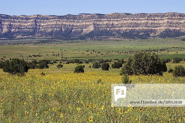 Feld mit gelben Wildblumen  Sonnenhut (Rudbeckia sp.)  Utah  USA  Nordamerika