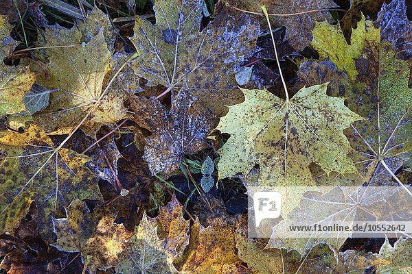 Herbst  Herbstblätter  Herbstlaub  mit Rauhreif überzogen  auf dem Boden  Allgäu  Bayern  Deutschland  Europa