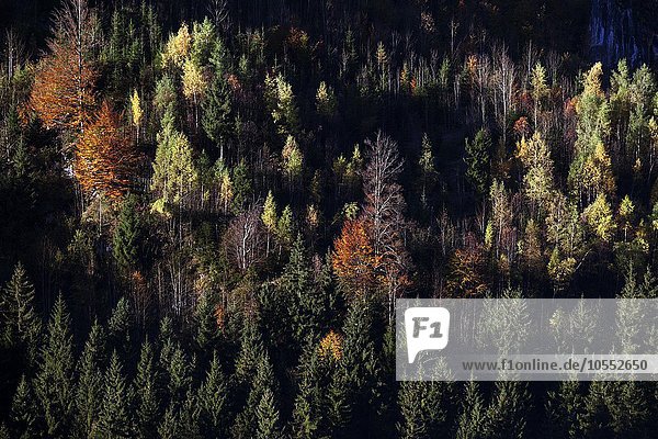 Herbstwald  herbstlich verfärbte Bäume im Wald  Bad Hindelang  Allgäu  Bayern  Deutschland  Europa