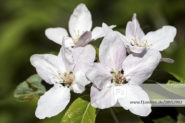 Weiße Blüten  Apfelblüten (Malus sp.)  Deutschland  Europa