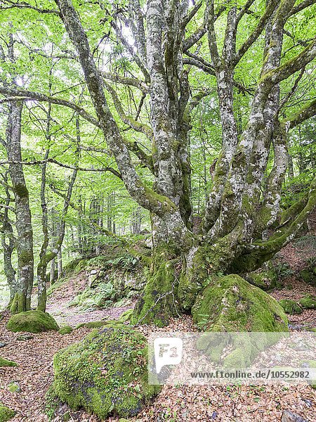 Buchen im Urwald (Fagus sylvatica)  bei Laruns  Aquitaine  Frankreich  Europa