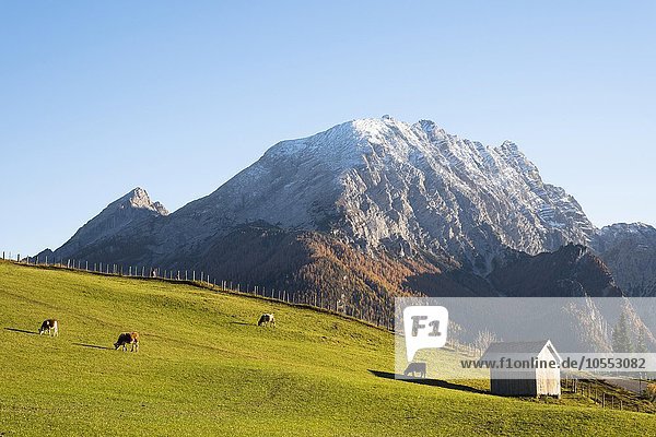 Kühe auf Weide  Almwiese  dahinter Watzmann  2713m  Ramsau  Bayern  Deutschland  Europa
