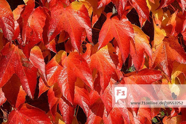 Selbstkletternde Jungfernrebe auch Wilder Wein (Parthenocissus quinquefolia) in Herbstfarben Skåne län Schweden Europa