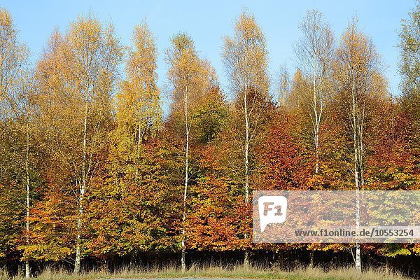 Buchen (Fagus sp.) und Birken (Betula sp.)  Bäume in Herbstfarben am Waldrand  Snogeholm  Skåne län  Schweden  Europa