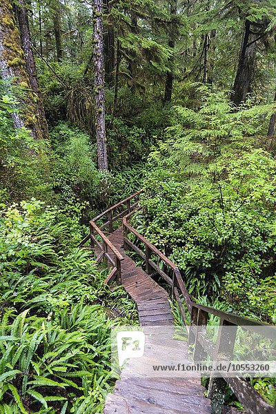 Bohlenweg  Rainforest Trail  Pacific Rim Nationalpark  Vancouver Island  Britisch Columbia  Kanada  Nordamerika