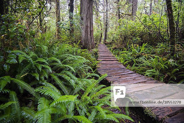 Bohlenweg  Rainforest Trail  Pacific Rim Nationalpark  Vancouver Island  Britisch Columbia  Kanada  Nordamerika