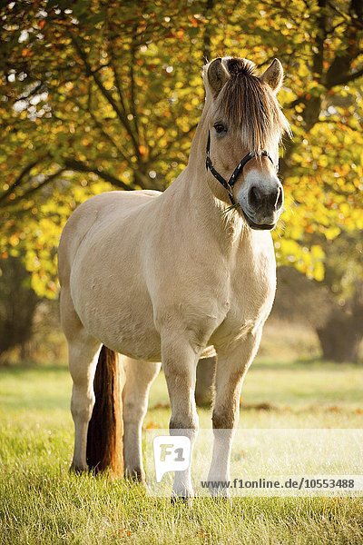Fjordpferd (Equus ferus caballus)  Pony  Wallach  Falbe  steht auf der Weide im Herbst