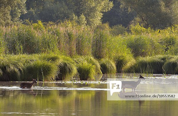 Damhirschkuh (Dama dama) mit Jungtier  läuft durchs Wasser  Schönau an der Donau  Niederösterreich  Österreich  Europa