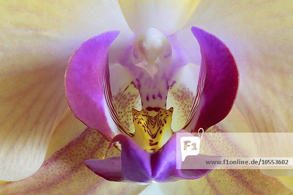 Nachtfalter-Orchidee (Phaleanopsis sp.),  Detail der Blüte