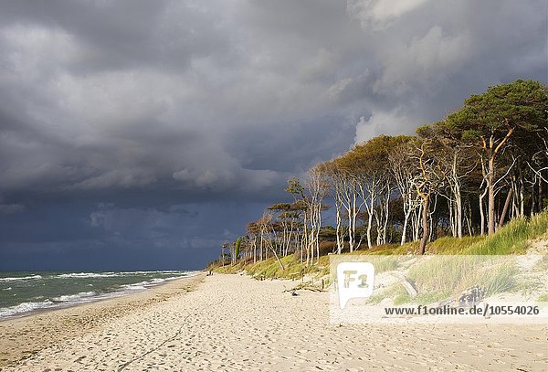 Dark clouds over the western beach and Darßer forest by the Baltic Sea Born at Fischland-Zingst Western Pomerania Lagoon Area National Park Mecklenburg-Western Pomerania Germany Europe