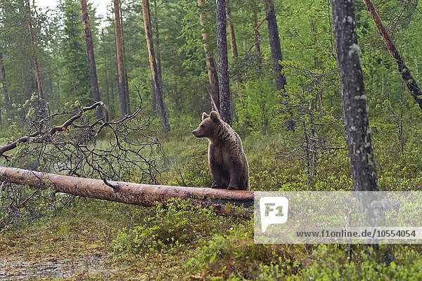Braunbär an Baumstamm (Ursus arctos)  Kainuu  Nord-Karelien  Finnland  Europa