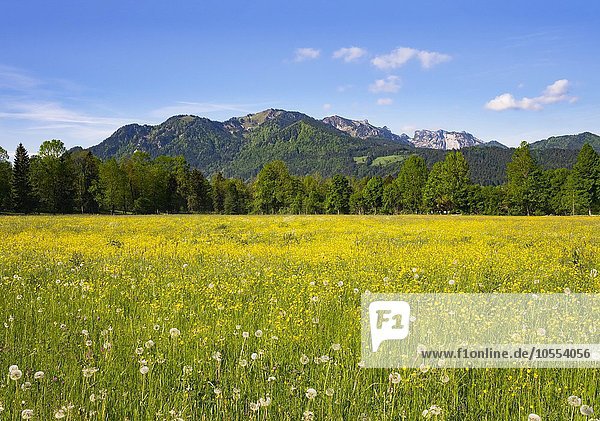 Blumenwiese in Untersteinbach bei Gaißach mit Brauneck und Benediktenwand  Isarwinkel  Oberbayern  Bayern  Deutschland  Europa