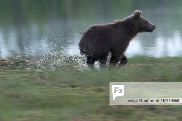 Braunbär (Ursus arctos)  rennt am Wasser  Kainuu  Nord-Karelien  Finnland  Europa