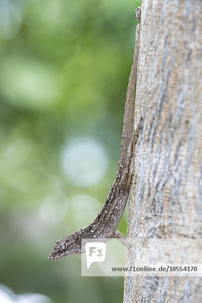 Bahamaanolis (Norops sagrei) an einem Baum  Everglades Nationalpark  Florida  USA  Nordamerika