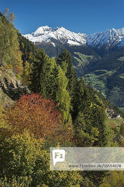 Herbstlandschaft in den Bergen im Herbst  hinten Plattenspitzen  bei Meran  Trentino  Südtirol  Italien  Europa