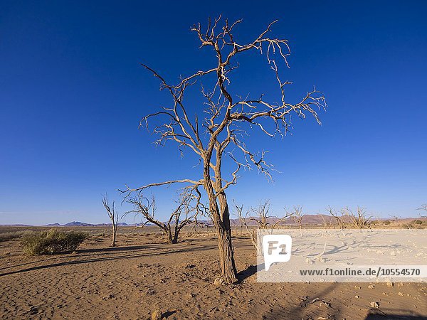Vertrockneter Kameldornbaum (Acacia erioloba) im Kulala Wilderness Reserve am Rande der Namib Wüste  Hardap  Namibia  Afrika