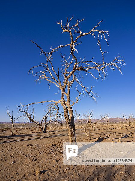 Vertrockneter Kameldornbaum (Acacia erioloba) im Kulala Wilderness Reserve am Rande der Namib Wüste  Hardap  Namibia  Afrika